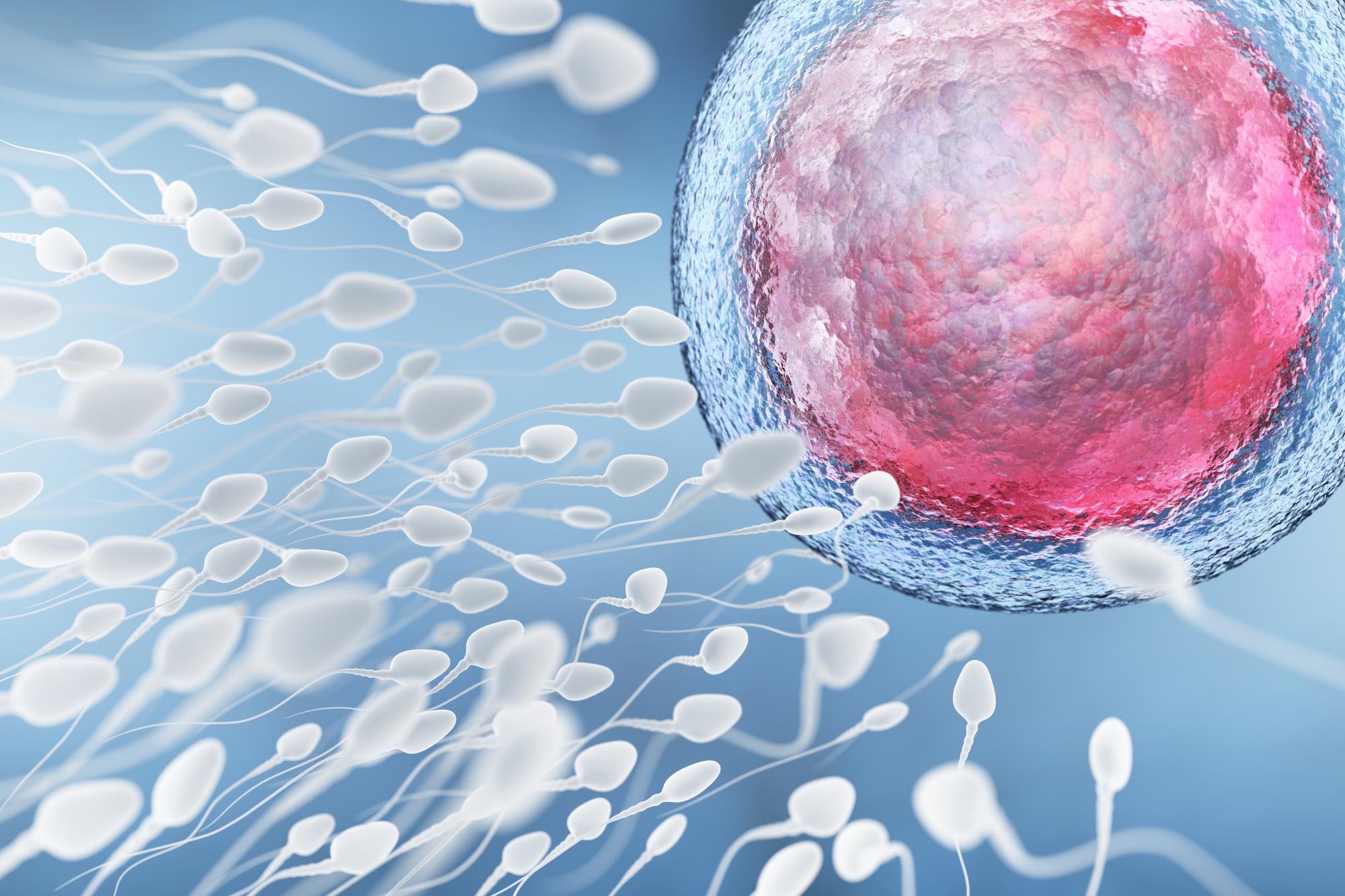 сперматозоид и яйцеклетка